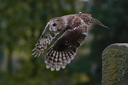 focus photo of brown and white owl