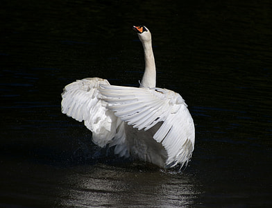 shallow photography of white duck
