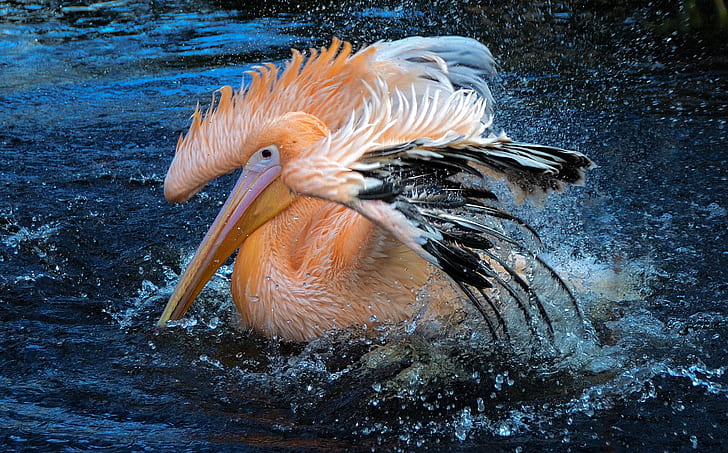 orange and black pelican on body of water