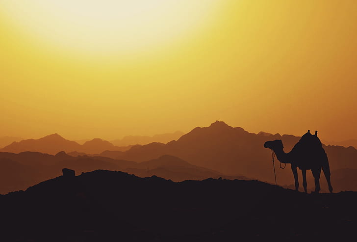 silhouette landscape photo of camel