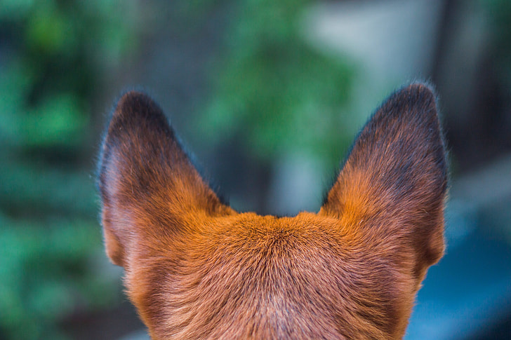 shallow focus of animal ears