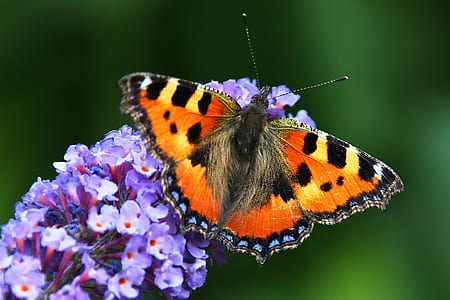 close-up of tortoiseshell butterfly perched on purple petaled flower