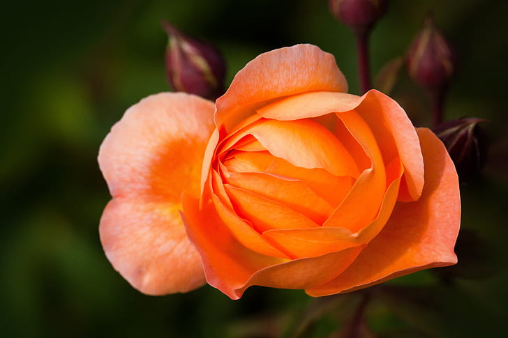 orange rose close up photo