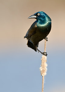 selected focus photo of teal and brown bird on stick