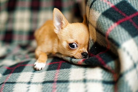 selective focus photography of brown chihuahua lying on green and red plaid textile