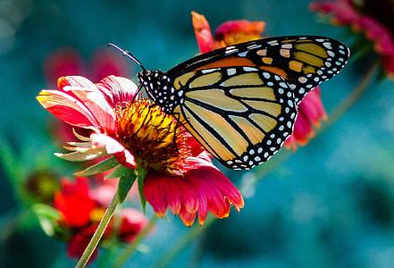 selective focus photo of monarch butterfly perch on flower