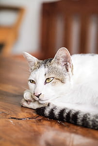 white and grey fur cat laying on brown wooden surface
