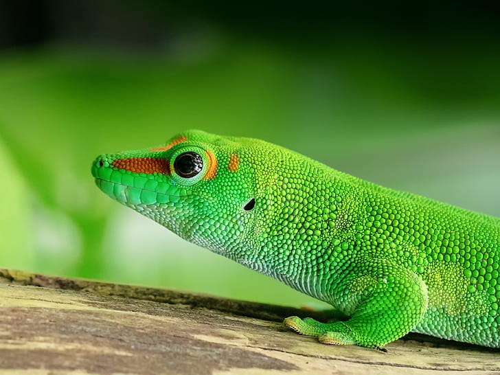 shallow focus photography of green lizard