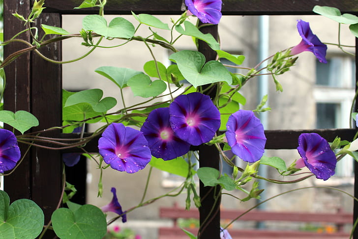 purple morning glory vines in bloom at daytime