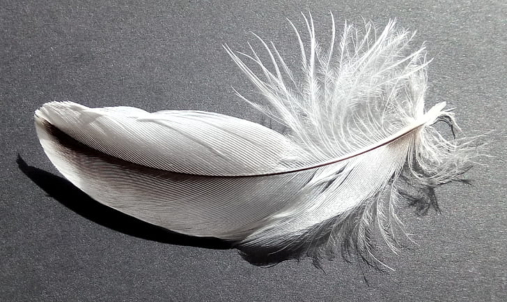 gray feather on gray surface