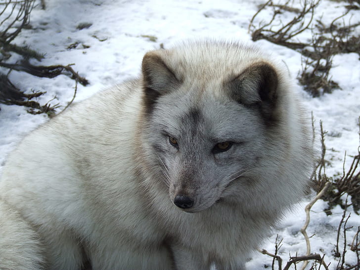 white and gray snow wolf