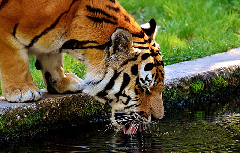 tiger drinking water during daytime