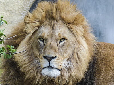 lion focus photo