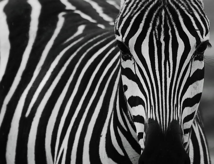 zebra