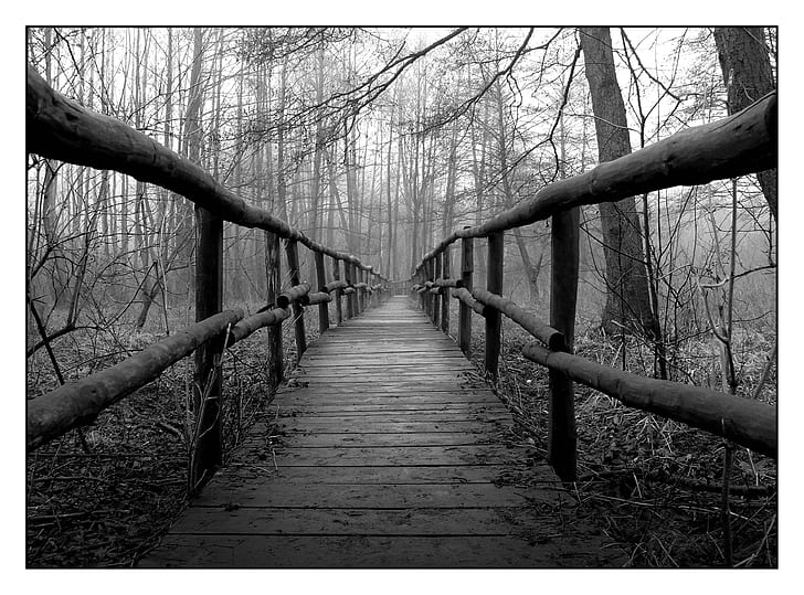 grayscale photo of a wooden bridge in the middle of woods