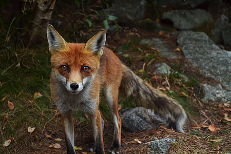 photo of red fox