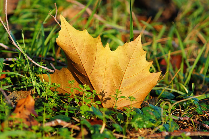 maple leaf on ground