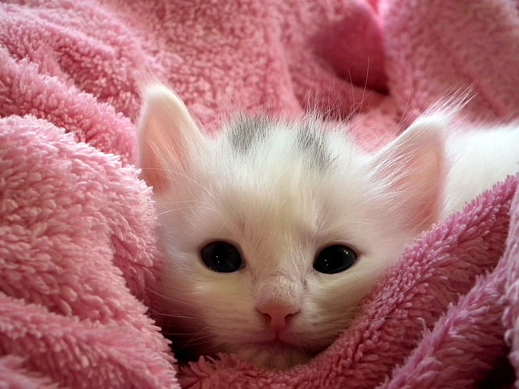 White Kitten on Pink Throw