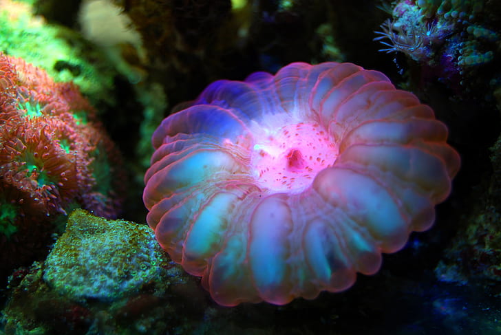 white, blue, and pink jellyfish