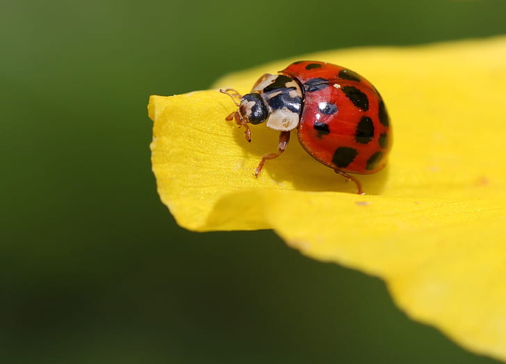red ladybird on yellow petal