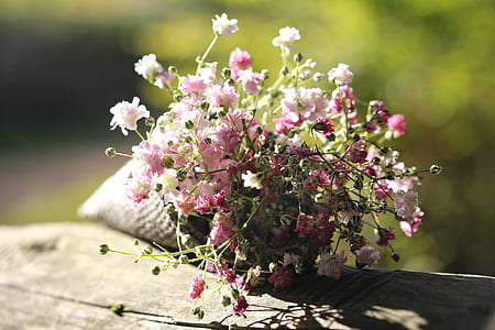 photograph of pink and white flowers during day time