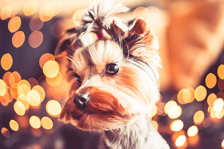 Wonderful Christmas Portrait of Cute Yorkshire Terrier