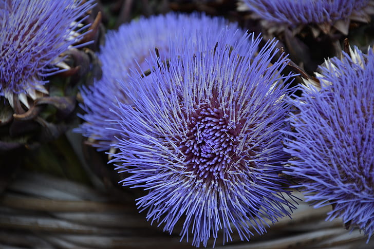 close up photography of purple flower