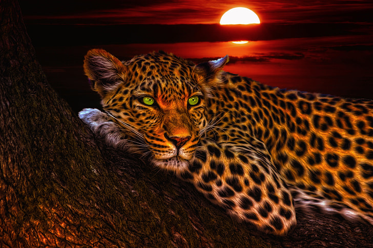 brown and black leopard photograph during sunset