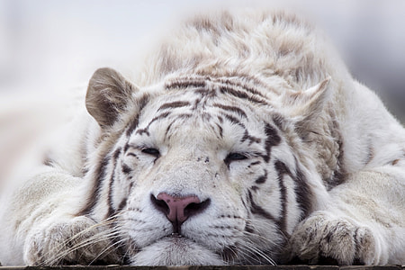 shallow focus photography of white tiger