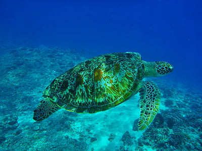 turtle swimming underwater
