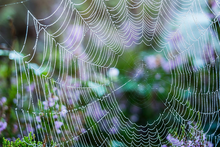 closeup photo of spiderweb