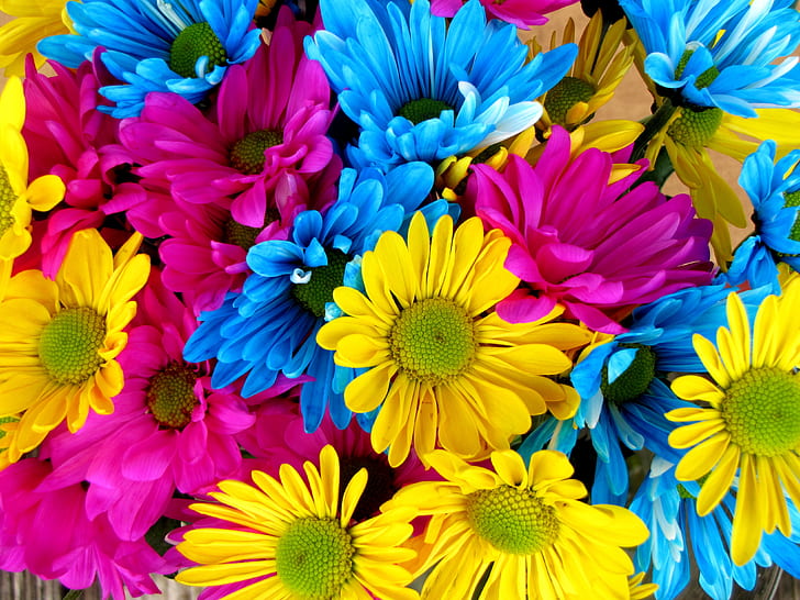 purple, yellow, and blue petaled flower photography