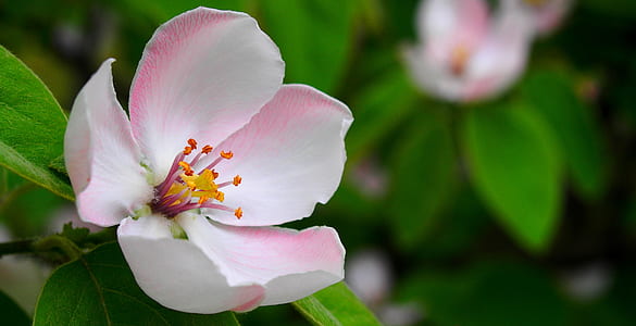 white and pink 5-petaled flower