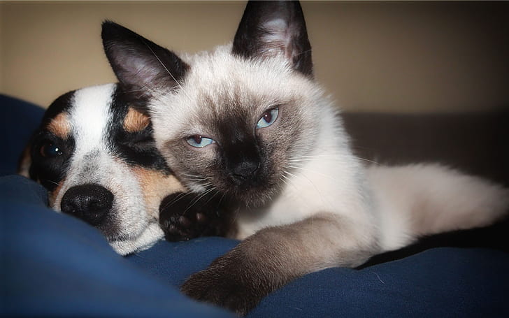 short-coated and short-cut black-and-white cat and dogs