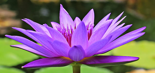 purple waterlily selective-focus photo