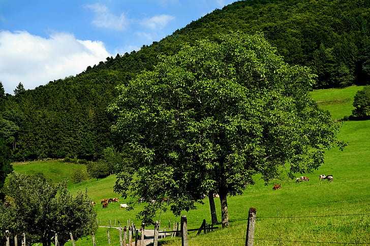green trees near mountain
