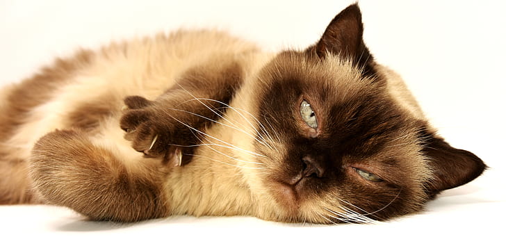 Himalayan cat on white floor