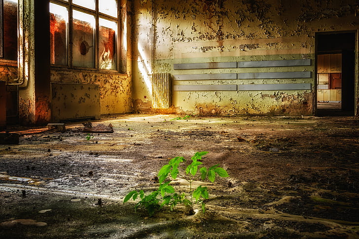 green plant inside room illustration