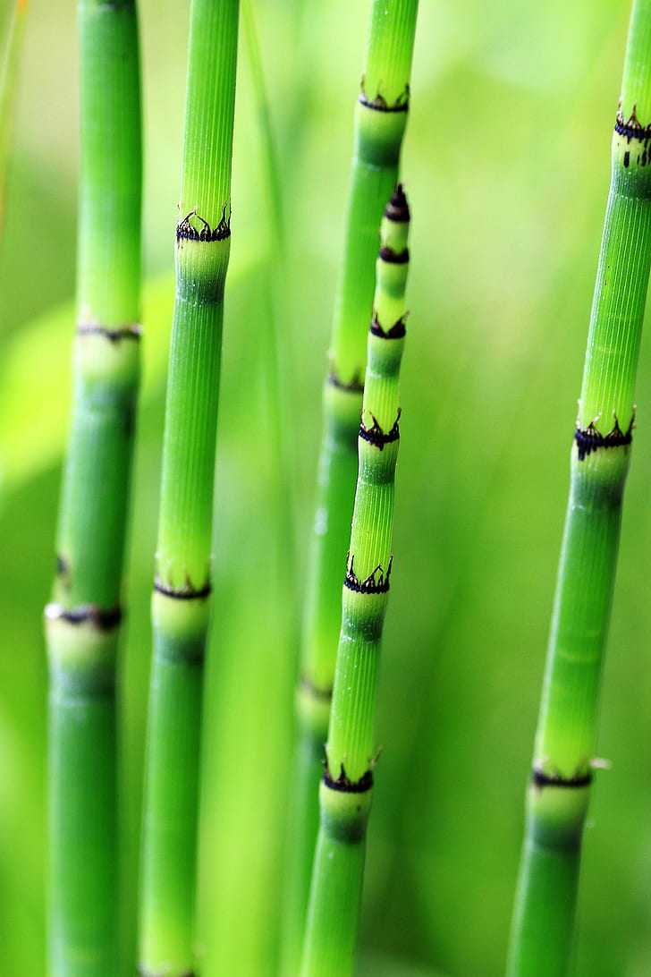 selective focus of green plant stems