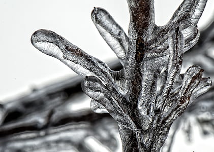 close photo of frozen tree branch