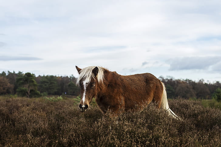 photo of brown horse on brown grass field