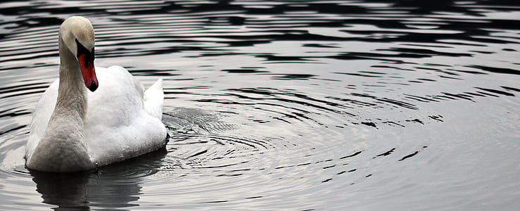 photo of white swan on body of water