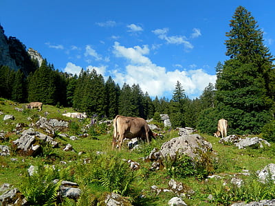 three brown cows standing on green mountain during daytime