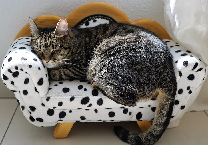 brown Tabby cat laying in white and black polka-dot pet bed