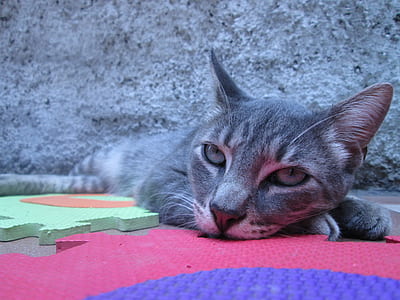 Gray Tabby Cat Lying on Puzzle Mat