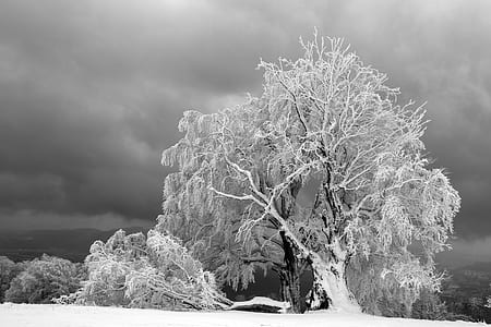 black tree covered by snow during daytime