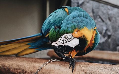 blue, brown and black parrot biting his chain