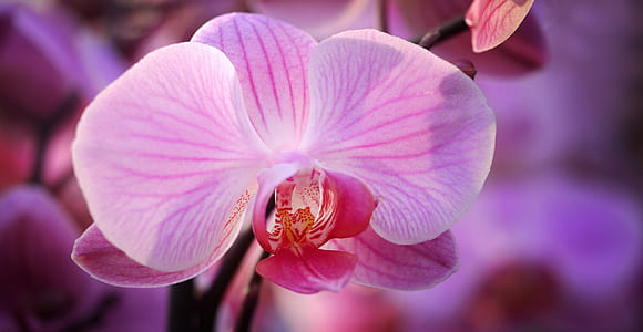 macro photography of purple moth orchid