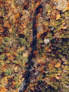 aerial photography of road between trees