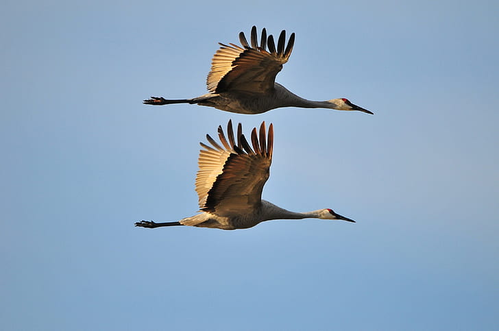 two brown bird spread its wings on sky